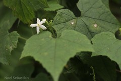 Gymnopetalum wightii